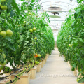 Greenhouse de tomate agrícola hidropônico